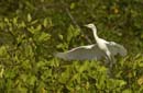 Heron_garde_boeuf_Guyane_fr_Riviere_de_Kaw_Novembre2005_OC51828