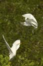 Heron_garde_boeuf_Guyane_fr_Riviere_de_Kaw_Novembre2005_OC51829