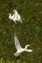 Heron_garde_boeuf_Guyane_fr_Riviere_de_Kaw_Novembre2005_OC51830