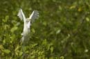 Heron_garde_boeuf_Guyane_fr_Riviere_de_Kaw_Novembre2005_OC51833