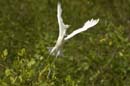 Heron_garde_boeuf_Guyane_fr_Riviere_de_Kaw_Novembre2005_OC51834