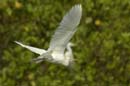 Heron_garde_boeuf_Guyane_fr_Riviere_de_Kaw_Novembre2005_OC51839