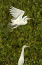 Heron_garde_boeuf_Guyane_fr_Riviere_de_Kaw_Novembre2005_OC51845