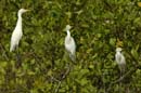 Heron_garde_boeuf_Guyane_fr_Riviere_de_Kaw_Novembre2005_OC51848