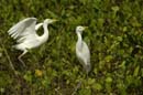 Heron_garde_boeuf_Guyane_fr_Riviere_de_Kaw_Novembre2005_OC51851