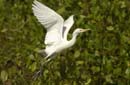 Heron_garde_boeuf_Guyane_fr_Riviere_de_Kaw_Novembre2005_OC51854