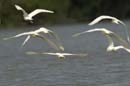 Heron_garde_boeuf_Guyane_fr_Riviere_de_Kaw_Novembre2005_OC51856