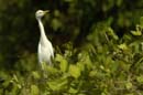 Heron_garde_boeuf_Guyane_fr_Riviere_de_Kaw_Novembre2005_OC51858
