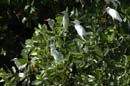 Heron_garde_boeuf_Guyane_fr_Riviere_de_Kaw_Novembre2005_OC51859