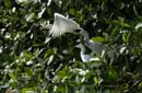 Heron_garde_boeuf_Guyane_fr_Riviere_de_Kaw_Novembre2005_OC51863