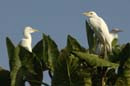 Heron_garde_boeuf_Guyane_fr_Riviere_de_Kaw_Novembre2005_OC52833