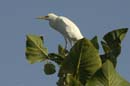 Heron_garde_boeuf_Guyane_fr_Riviere_de_Kaw_Novembre2005_OC52836