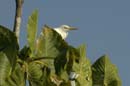Heron_garde_boeuf_Guyane_fr_Riviere_de_Kaw_Novembre2005_OC52837