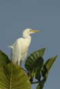 Heron_garde_boeuf_Guyane_fr_Riviere_de_Kaw_Novembre2005_OC52840