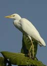 Heron_garde_boeuf_Guyane_fr_Riviere_de_Kaw_Novembre2005_OC52842