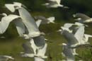 Heron_garde_boeuf_Guyane_fr_Riviere_de_Kaw_Novembre2005_OC52858
