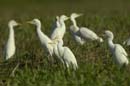 Heron_garde_boeuf_Guyane_fr_Riviere_de_Kaw_Novembre2005_OC52861