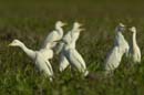 Heron_garde_boeuf_Guyane_fr_Riviere_de_Kaw_Novembre2005_OC52866