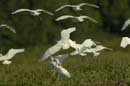 Heron_garde_boeuf_Guyane_fr_Riviere_de_Kaw_Novembre2005_OC52869