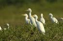 Heron_garde_boeuf_Guyane_fr_Riviere_de_Kaw_Novembre2005_OC52871