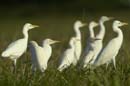 Heron_garde_boeuf_Guyane_fr_Riviere_de_Kaw_Novembre2005_OC52873
