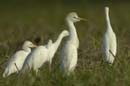 Heron_garde_boeuf_Guyane_fr_Riviere_de_Kaw_Novembre2005_OC52878
