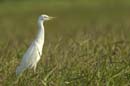 Heron_garde_boeuf_Guyane_fr_Riviere_de_Kaw_Novembre2005_OC52881