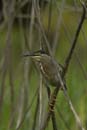 Heron_vert_Guyane_fr_Riviere_de_Kaw_Octobre_Novembre2005_OC50205