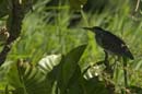 Heron_vert_Guyane_fr_Riviere_de_Kaw_Octobre_Novembre2005_OC51050