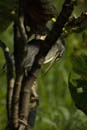 Heron_vert_Guyane_fr_Riviere_de_Kaw_Octobre_Novembre2005_OC51055