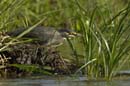 Heron_vert_Guyane_fr_Riviere_de_Kaw_Octobre_Novembre2005_OC51059