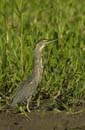 Heron_vert_Guyane_fr_Riviere_de_Kaw_Octobre_Novembre2005_OC51099