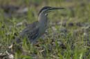 Heron_vert_Guyane_fr_Riviere_de_Kaw_Octobre_Novembre2005_OC51132