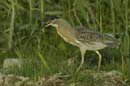 Heron_vert_Guyane_fr_Riviere_de_Kaw_Octobre_Novembre2005_OC51246