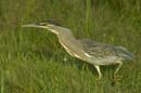 Heron_vert_Guyane_fr_Riviere_de_Kaw_Octobre_Novembre2005_OC51252
