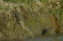 Heron_vert_Guyane_fr_Riviere_de_Kaw_Octobre_Novembre2005_OC51257