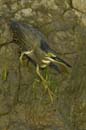 Heron_vert_Guyane_fr_Riviere_de_Kaw_Octobre_Novembre2005_OC51261