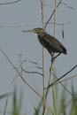 Heron_vert_Guyane_fr_Riviere_de_Kaw_Octobre_Novembre2005_OC52084