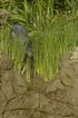 Heron_vert_Guyane_fr_Riviere_de_Kaw_Octobre_Novembre2005_OC57190