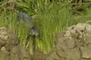 Heron_vert_Guyane_fr_Riviere_de_Kaw_Octobre_Novembre2005_OC57192