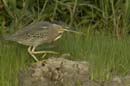 Heron_vert_Guyane_fr_Riviere_de_Kaw_Octobre_Novembre2005_OC57194