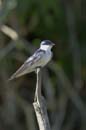 Hirondelle_a_ailes_blanches_Guyane_fr_Riviere_de_Kaw_Octobre_Novembre2005_OC52012