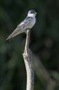 Hirondelle_a_ailes_blanches_Guyane_fr_Riviere_de_Kaw_Octobre_Novembre2005_OC52020