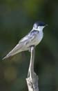 Hirondelle_a_ailes_blanches_Guyane_fr_Riviere_de_Kaw_Octobre_Novembre2005_OC52022
