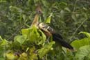 Hoazin_huppe_Guyane_fr_Riviere_de_Kaw_Octobre_Novembre2005_OC50871