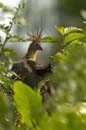 Hoazin_huppe_Guyane_fr_Riviere_de_Kaw_Octobre_Novembre2005_OC50885
