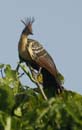 Hoazin_huppe_Guyane_fr_Riviere_de_Kaw_Octobre_Novembre2005_OC51664