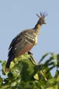 Hoazin_huppe_Guyane_fr_Riviere_de_Kaw_Octobre_Novembre2005_OC51694