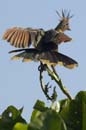 Hoazin_huppe_Guyane_fr_Riviere_de_Kaw_Octobre_Novembre2005_OC51715
