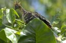 Hoazin_huppe_Guyane_fr_Riviere_de_Kaw_Octobre_Novembre2005_OC59848